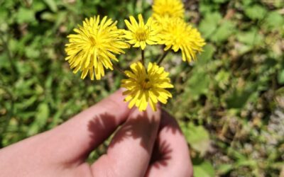 Radionica presovanja biljaka