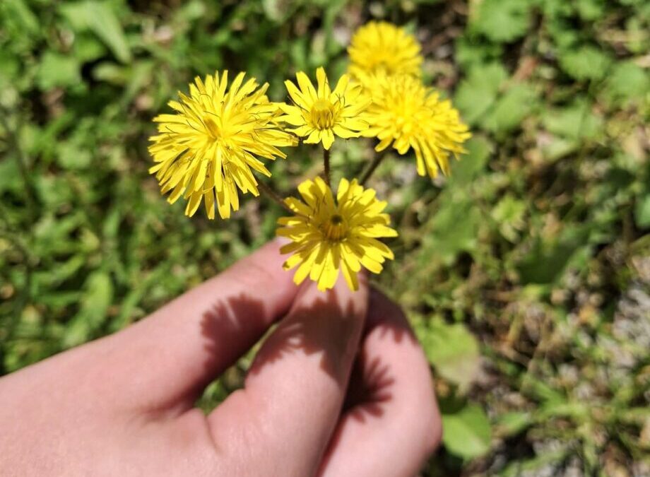 Radionica presovanja biljaka