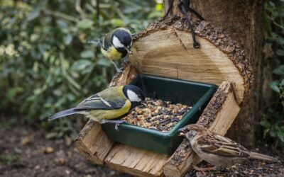 Korak bliže prirodi – briga za ptice u našem školskom okolišu